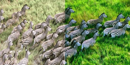 zebras_large-553x277.jpg