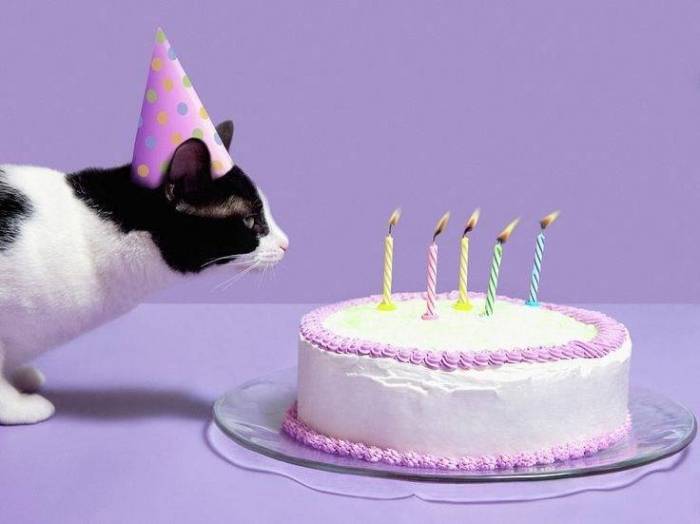 cat-with-birthday-cake.jpg
