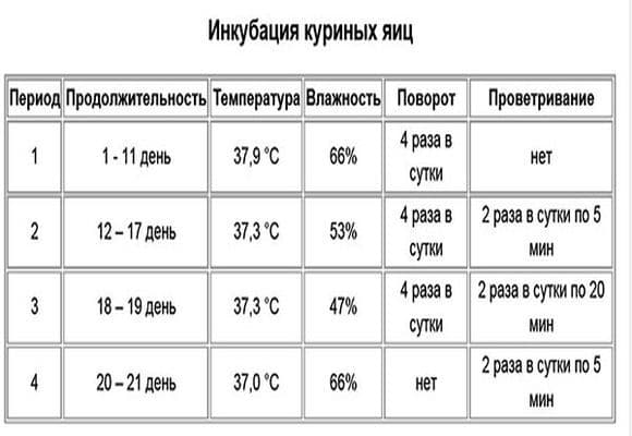 inkubatsiya-2.jpg